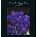 Baltus Crocus Grootbloemig Blauw bloembollen per 500 stuks